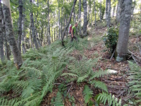 Andrea (IZ0QYI) nel bosco in cerca di un sentiero da seguire