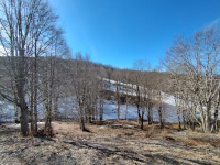 Un po' di neve nel bosco